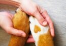 Imagem conceitual de como cortar as unhas do cachorro com patas com uma mancha em forma de coração e mão humana.