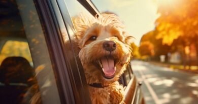 Imagem de como transportar cachorro em viagem feliz na janela do carro com o vento.