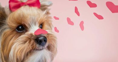 Cachorra usando fita e segurando um coração no nariz com corações vermelhos em fundo rosa para ilustrar o quanto tempo dura o cio de uma cachorra.