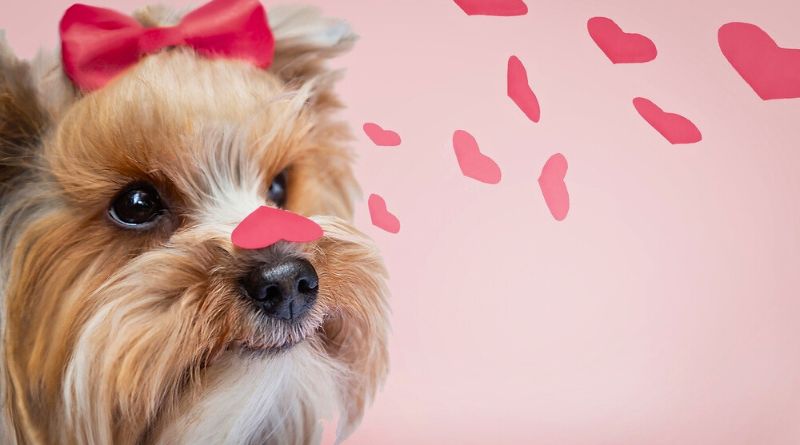 Cachorra usando fita e segurando um coração no nariz com corações vermelhos em fundo rosa para ilustrar o quanto tempo dura o cio de uma cachorra.