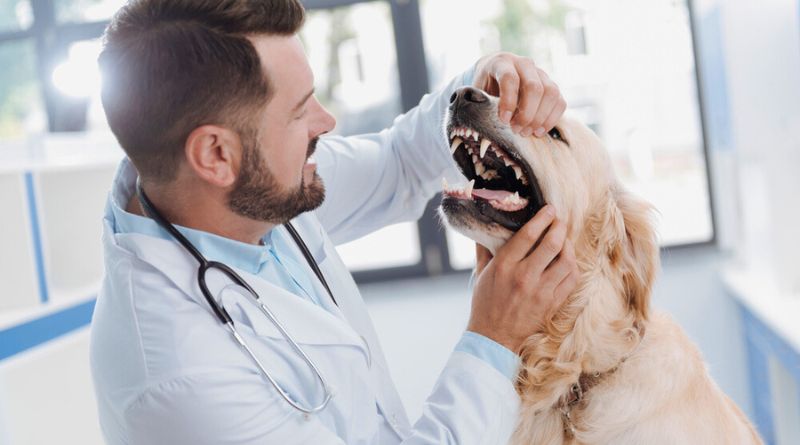 Com quantos anos o cachorro perde os dentes na velhice. Imagem mostra a verificação veterinária competente de todos os dentes.