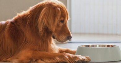 Imagem de cachorro pensativo olhando a tigela ilustrando a pergunta o que fazer quando o cachorro não quer comer.