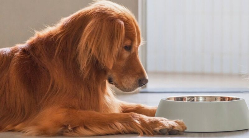 Imagem de cachorro pensativo olhando a tigela ilustrando a pergunta o que fazer quando o cachorro não quer comer.