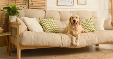 Imagem de cachorro no sofá ilustrando o artigo de como tirar cheiro de cachorro do sofá.