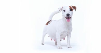 Imagem isolada de Jack Russell Terrier para o artigo sobre quanto tempo dura a gestação de um cachorro.