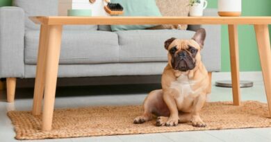 Qual o melhor cachorro para apartamento e um deles o Buldogue Francês na imagem debaixo da mesa na sala de estar.