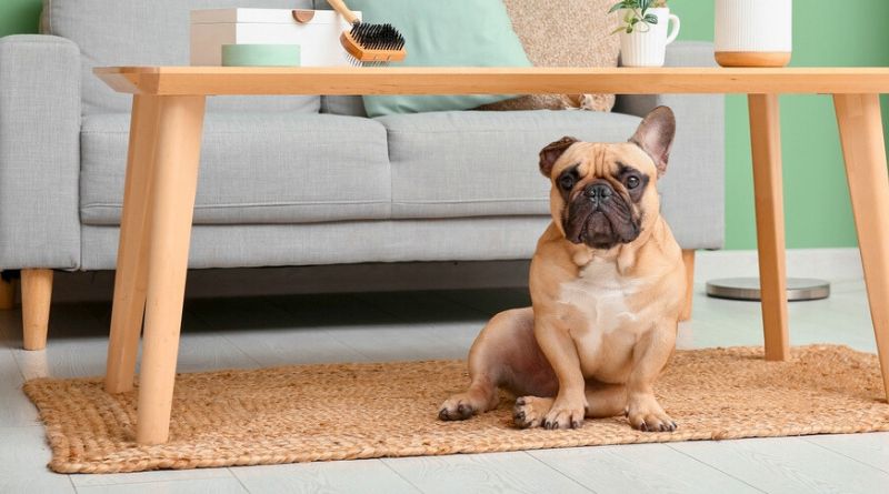 Qual o melhor cachorro para apartamento e um deles o Buldogue Francês na imagem debaixo da mesa na sala de estar.